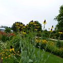 Rudbeckia maxima (5)
